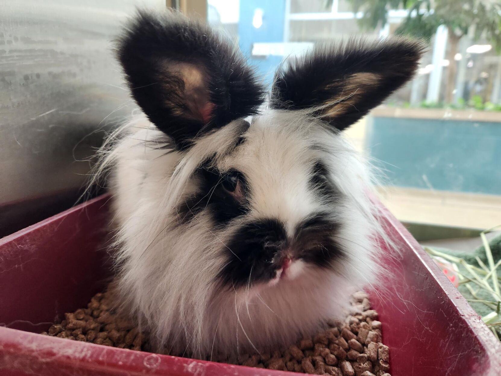 Last week's pet, still available: Spot